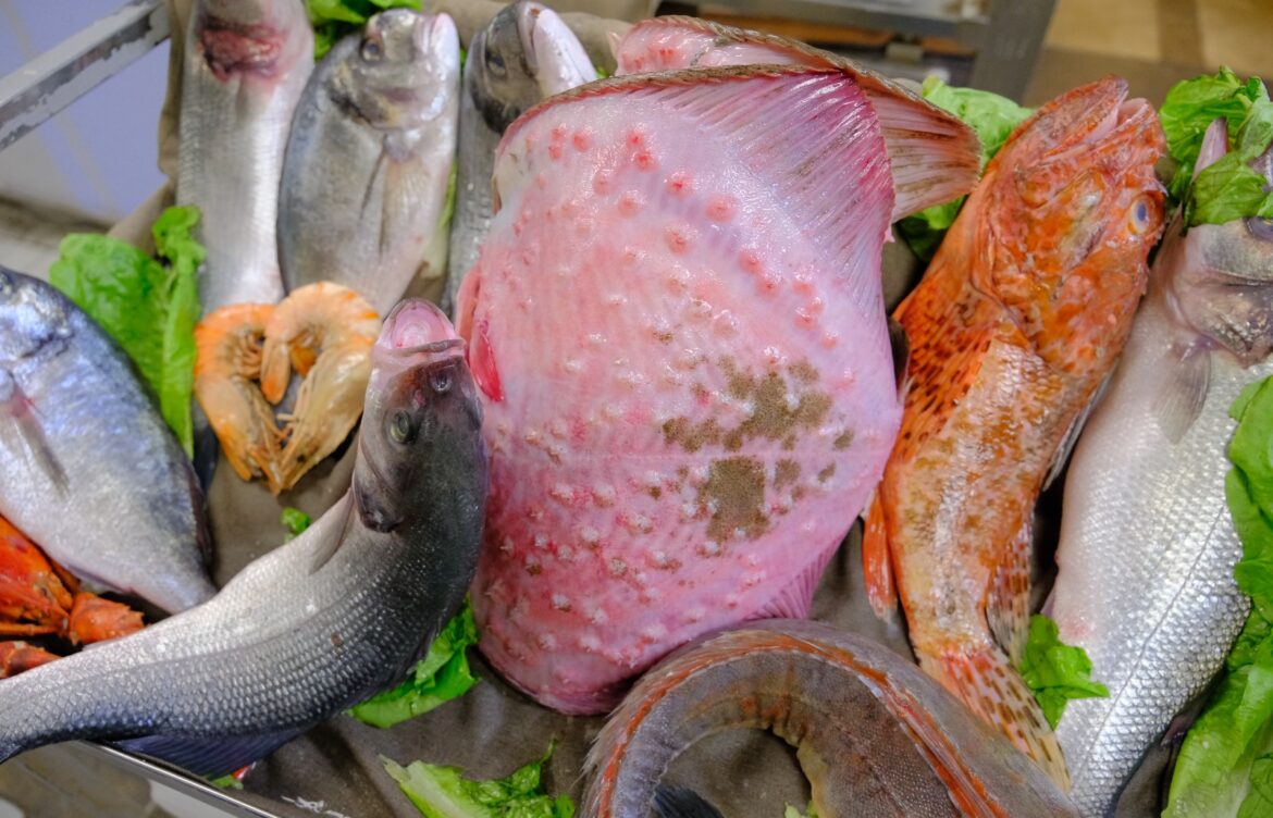 Galata Sembol Balık: Galata Köprüsü’nde En Kaliteli Balık Restoranı Deneyimi