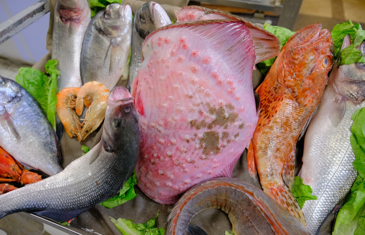 Galata Sembol Balık – Manzaralı ve Taze Balık Restoranı Deneyimi